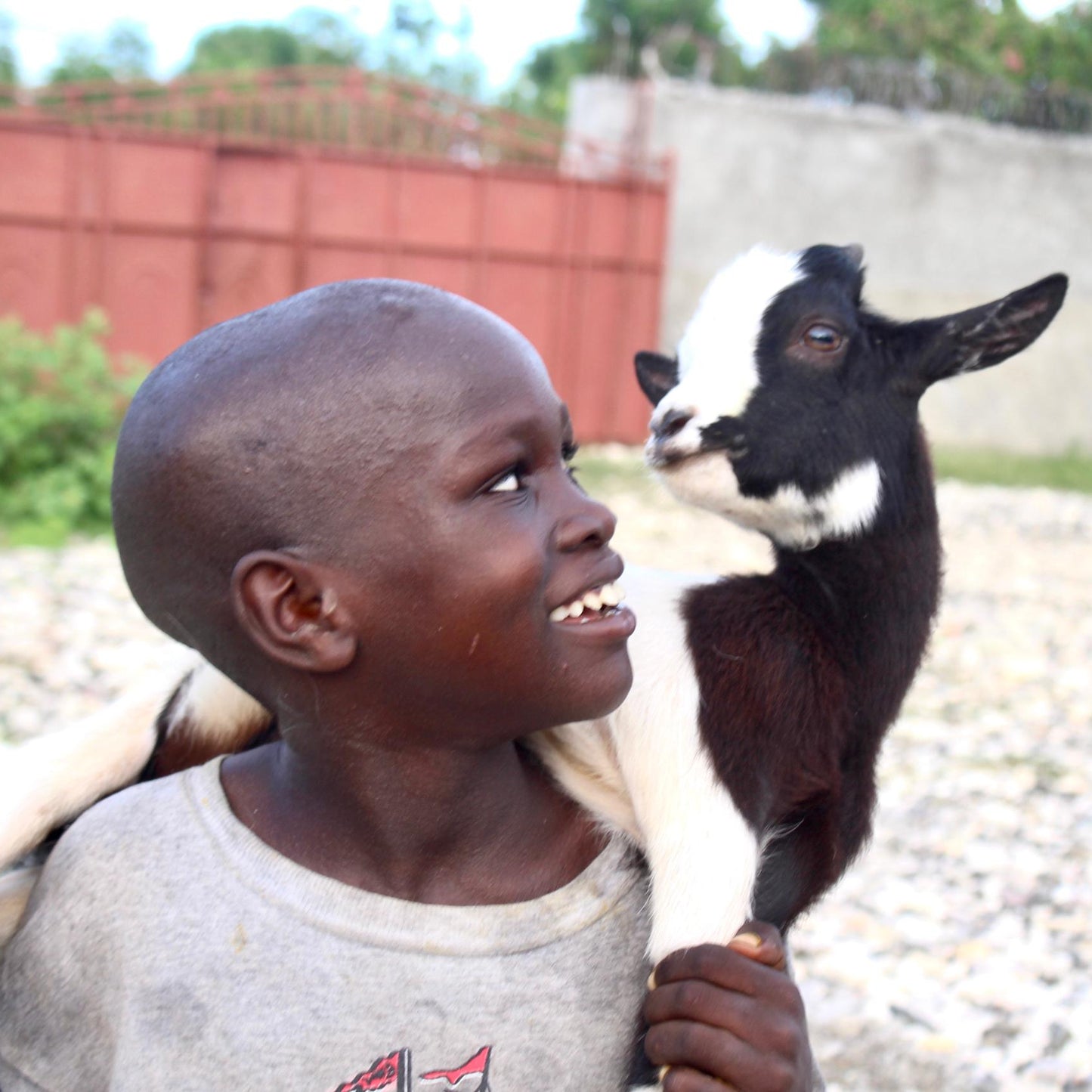Give a Pair of Goats