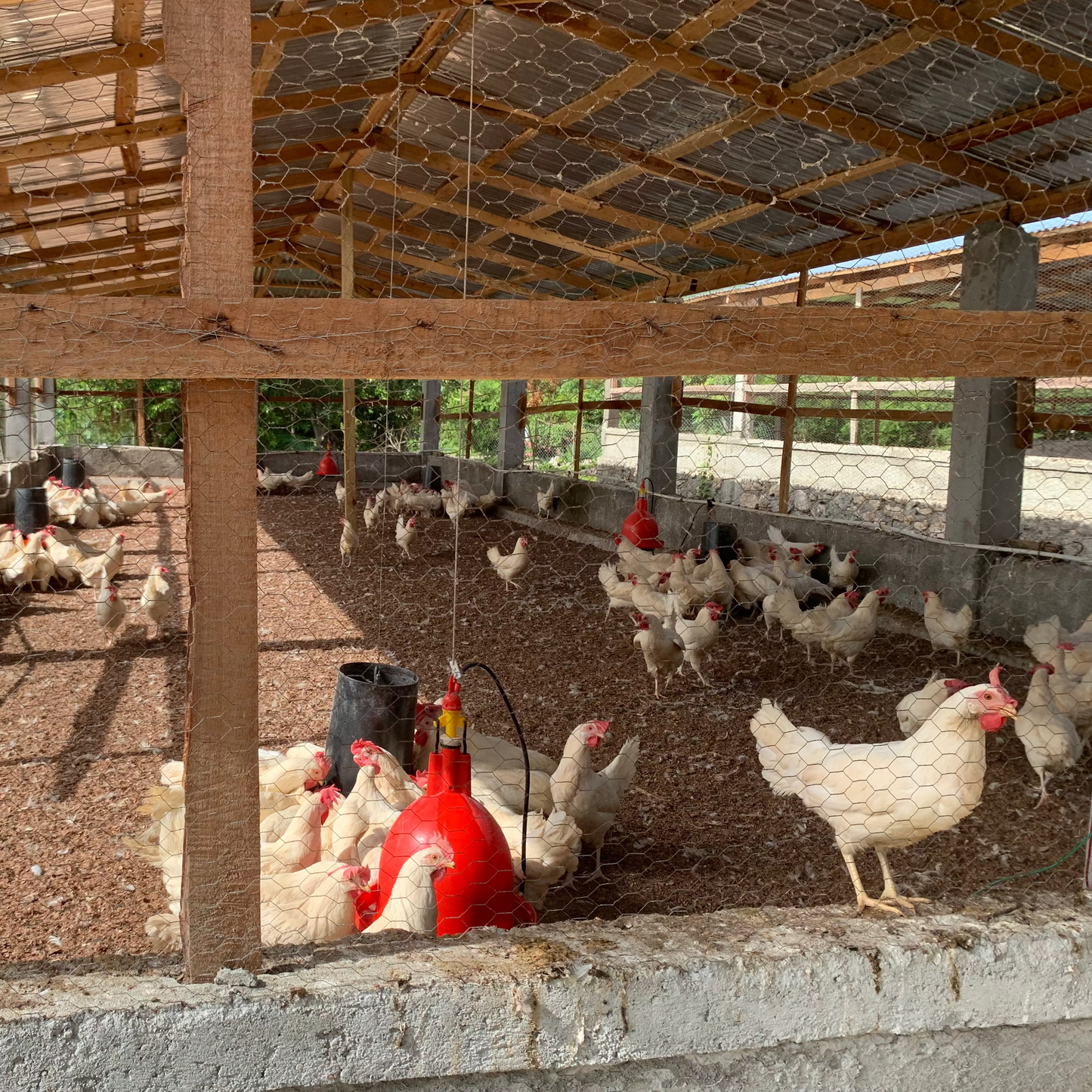 Give a Chicken House