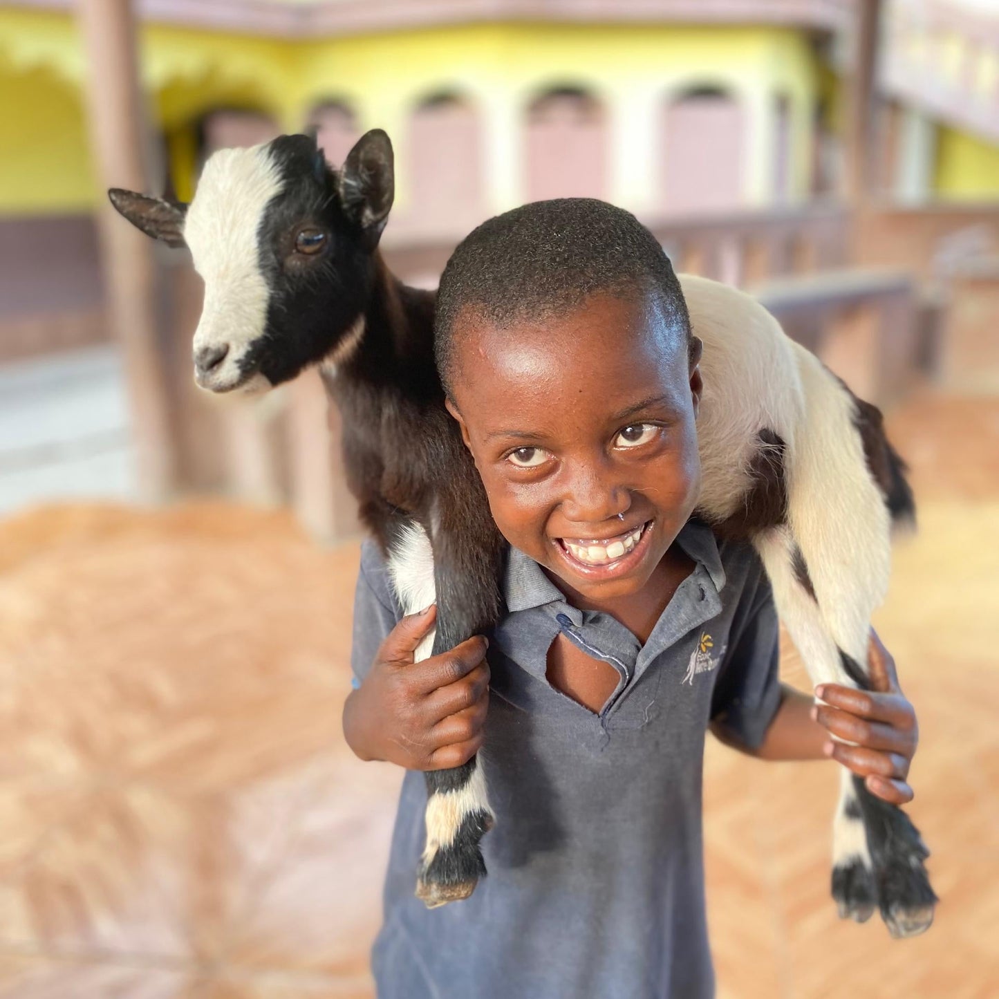 Give a Pair of Goats