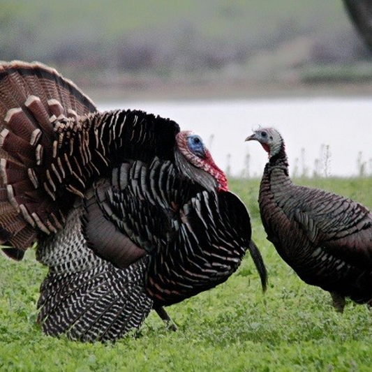 Give a Pair of Turkeys
