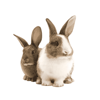 Give Rabbits