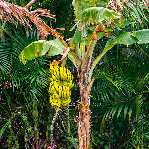 Give a Banana Tree
