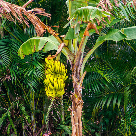 Give a Banana Tree