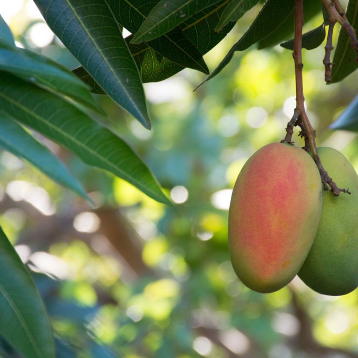 Give a Mango Tree