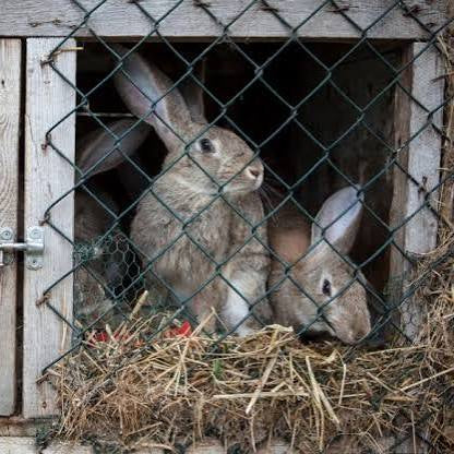 Give Rabbits & a Hutch