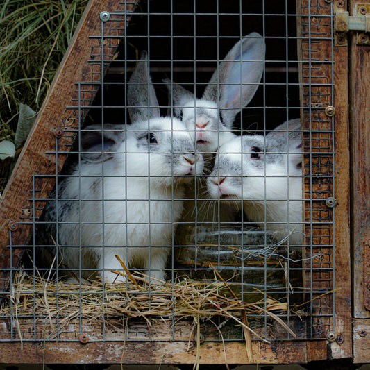 Give Rabbits & a Hutch