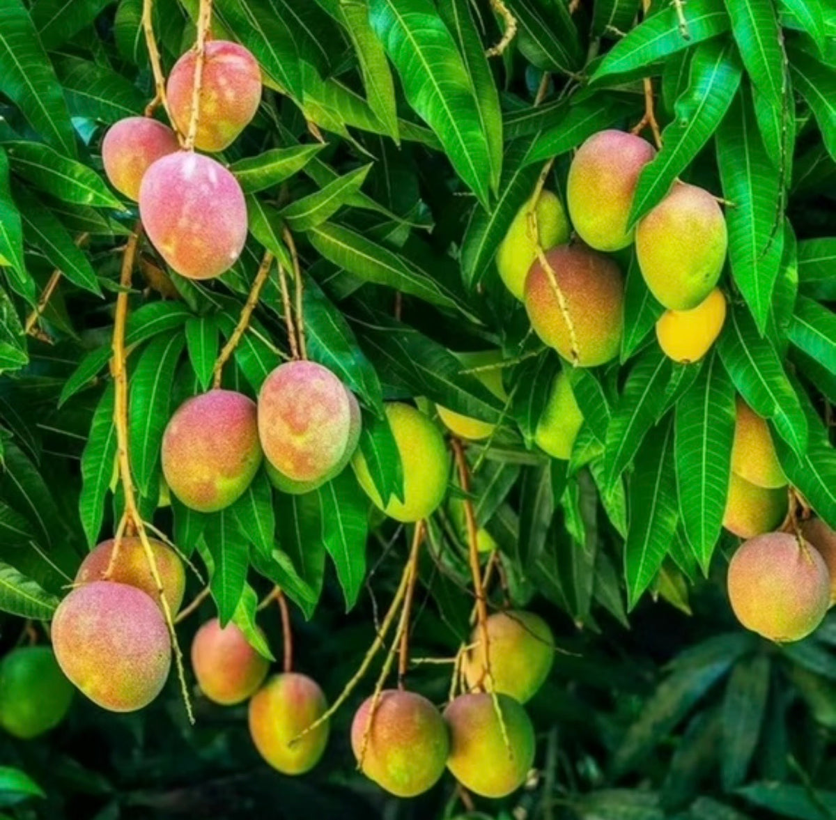 Give a Mango Tree