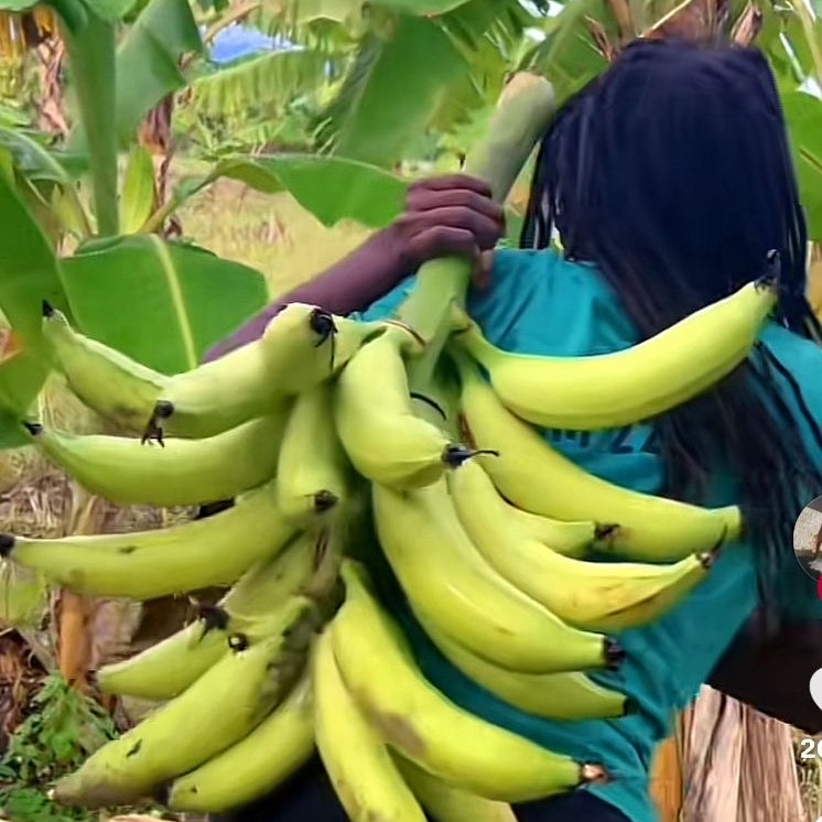Give a Banana Tree